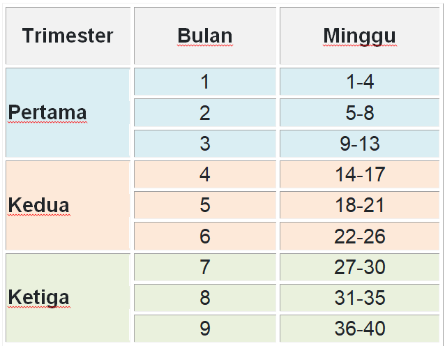 1 Trimester Pertama 0 13 Minggu